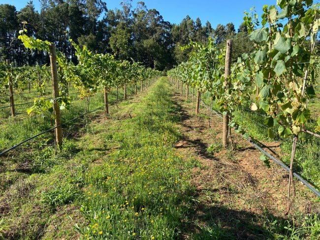 viñedo maria manuela enoturismo galicia